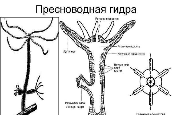 Как зайти на блэкспрут через тор браузер